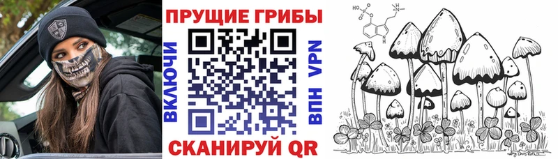 Галлюциногенные грибы Psilocybine cubensis  Сорочинск 